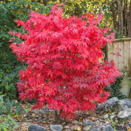 Acer palmatum Osakazuki